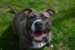 American Staffordshire Terrier