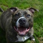 American Staffordshire Terrier
