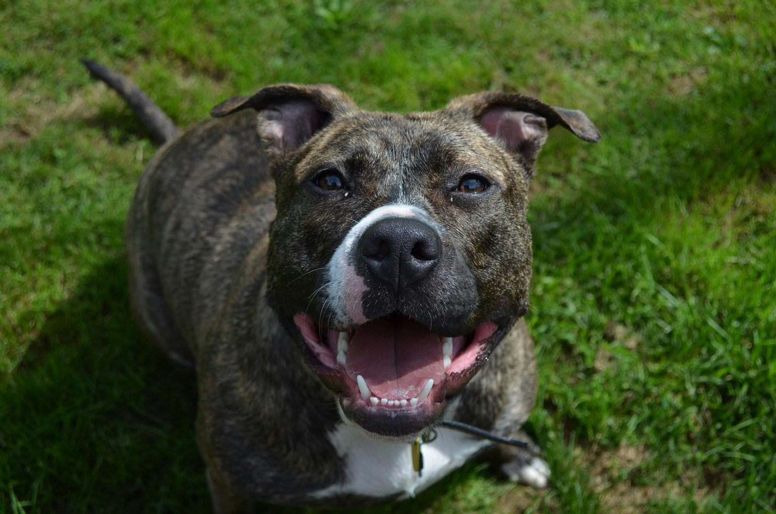 American Staffordshire Terrier
