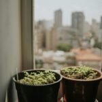 Horta em Apartamento Sem Varanda: O Guia Completo para Cultivar Seus Alimentos em Ambientes Internos — como fazer horta em ap
