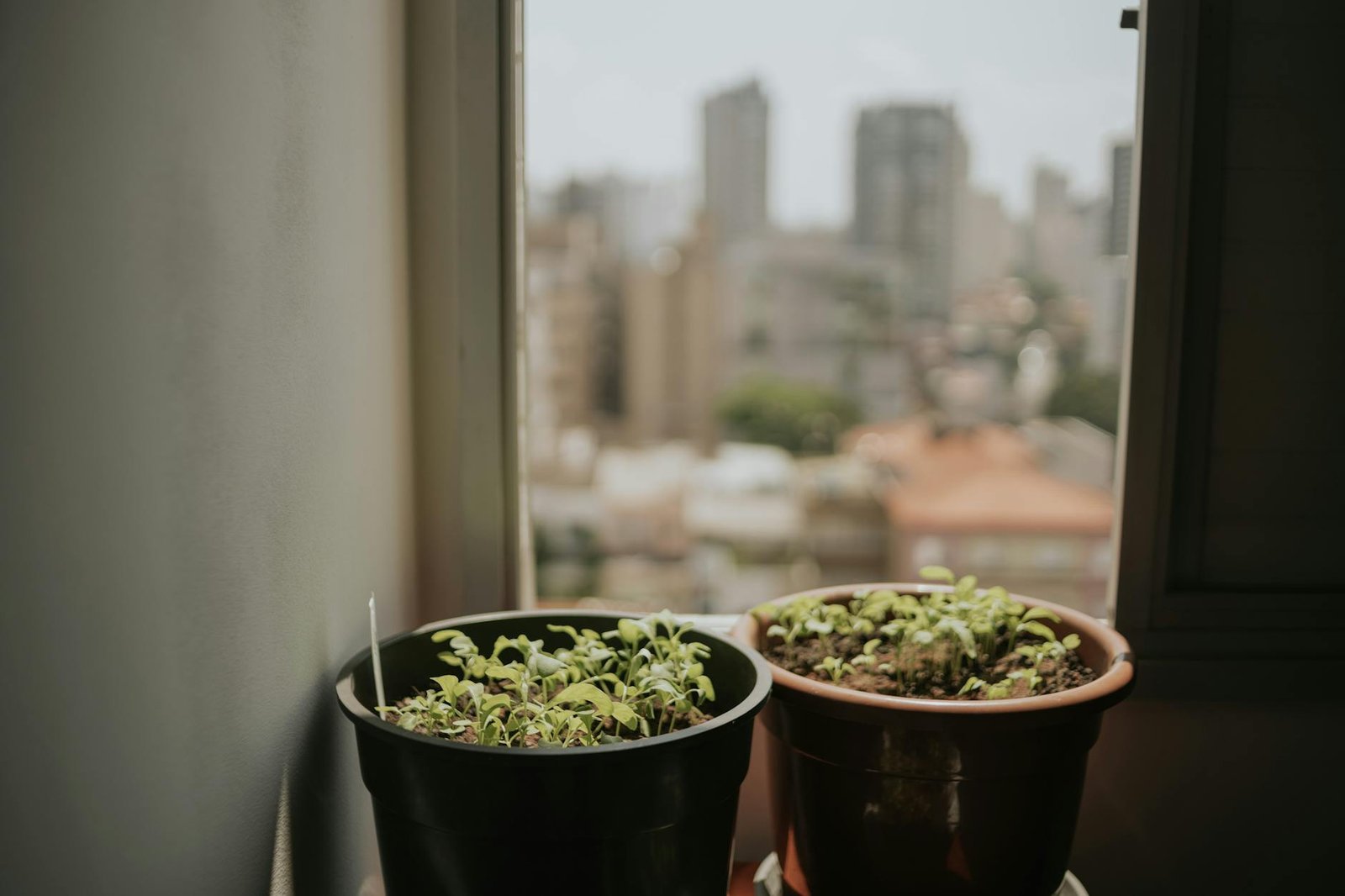 Horta em Apartamento Sem Varanda: O Guia Completo para Cultivar Seus Alimentos em Ambientes Internos — como fazer horta em ap