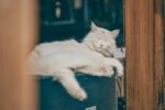 Ronronar dos Gatos: Desvende os Mistérios e Significados por Trás Desse Som Único — por que os gatos ronronam e o que signifi