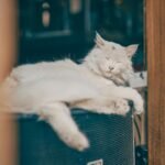 Ronronar dos Gatos: Desvende os Mistérios e Significados por Trás Desse Som Único — por que os gatos ronronam e o que signifi