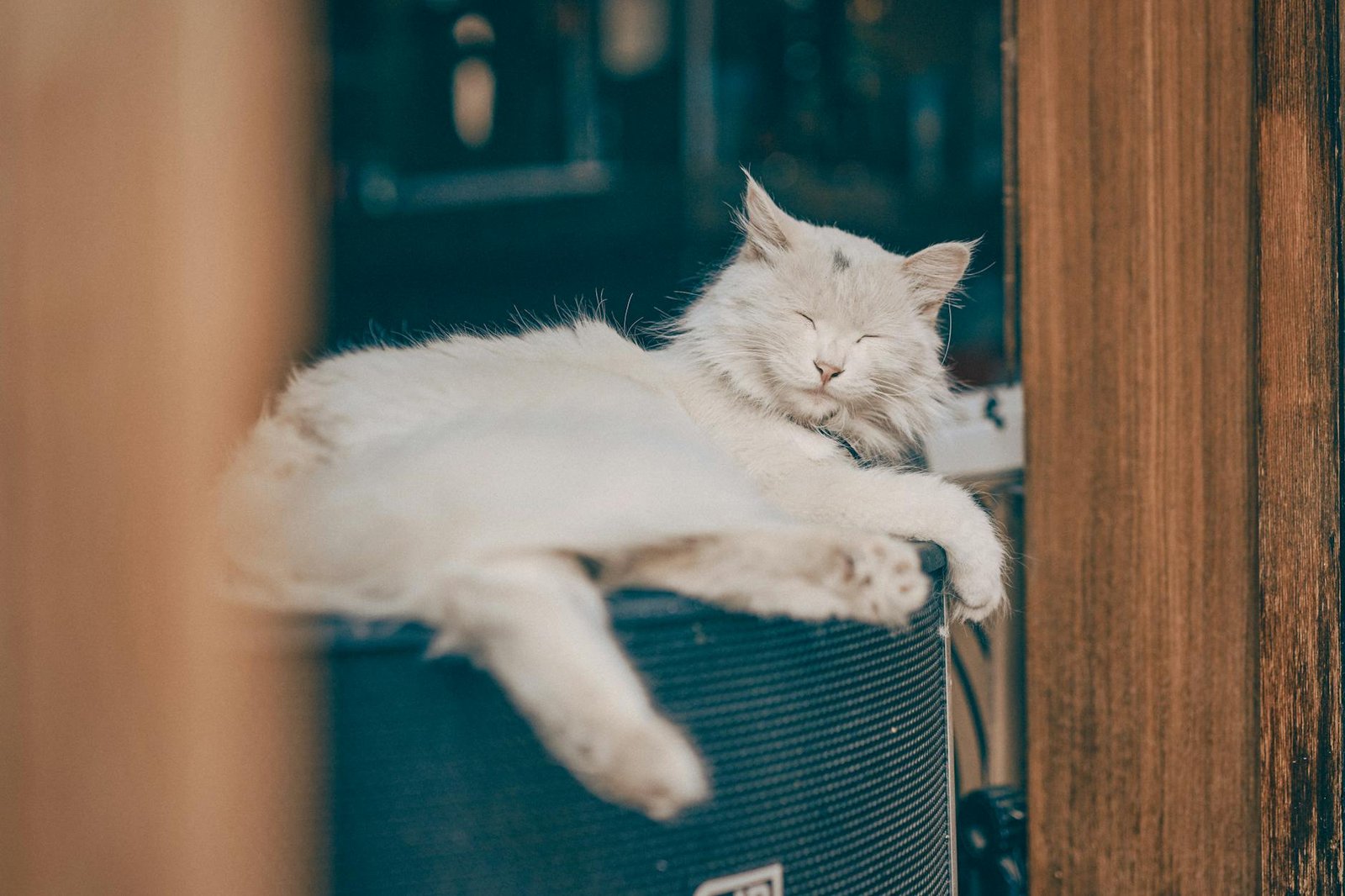 Ronronar dos Gatos: Desvende os Mistérios e Significados por Trás Desse Som Único — por que os gatos ronronam e o que signifi