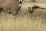 O Animal Mais Rápido do Mundo em Terra: Velocidade Inigualável e Suas Estratégias de Caça — qual o animal mais rápido do mund