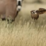 O Animal Mais Rápido do Mundo em Terra: Velocidade Inigualável e Suas Estratégias de Caça — qual o animal mais rápido do mund