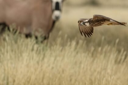 O Animal Mais Rápido do Mundo em Terra: Velocidade Inigualável e Suas Estratégias de Caça — qual o animal mais rápido do mund