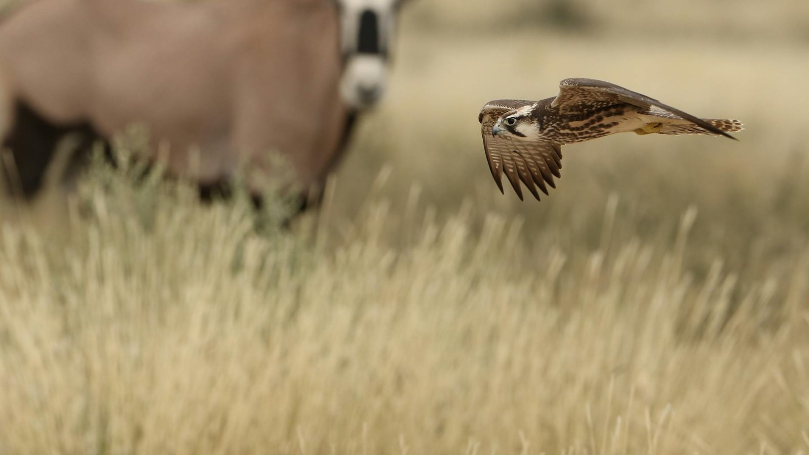 O Animal Mais Rápido do Mundo em Terra: Velocidade Inigualável e Suas Estratégias de Caça — qual o animal mais rápido do mund